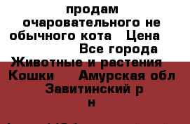 продам очаровательного не обычного кота › Цена ­ 7 000 000 - Все города Животные и растения » Кошки   . Амурская обл.,Завитинский р-н